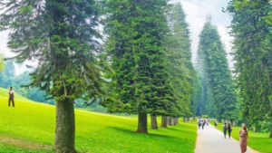 Cara Memulai Bisnis Pohon Pinus