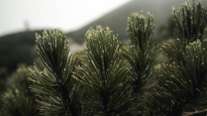 10 Tips Mengembangkan Bisnis Pohon Pinus dengan Mudah