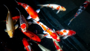 11 Strategi Usaha Jual Ikan Hias yang Menjanjikan