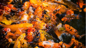 10 Tips Mengembangkan Usaha Jual Ikan Hias di Tahun 2023