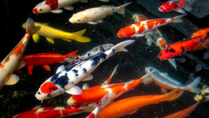 Kelebihan dan Kekurangan Usaha Jual Ikan Hias